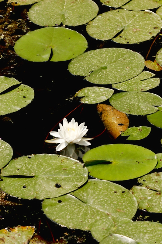 water lily � Dave Hickey (hicspix)